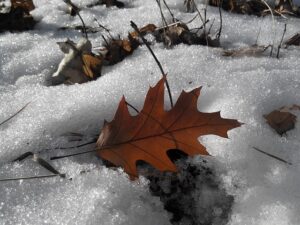 Winter flooding